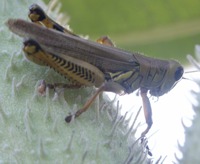 grasshopper photo