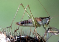 grasshopper photo