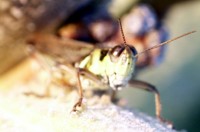 grasshopper photo