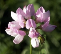 pink flower photo