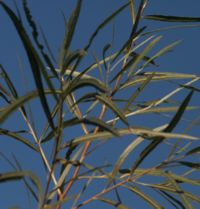 tall grass picture