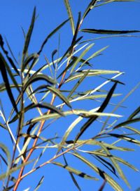 tall grass picture