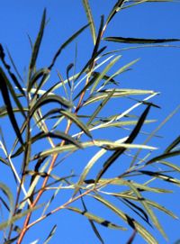 tall grass picture