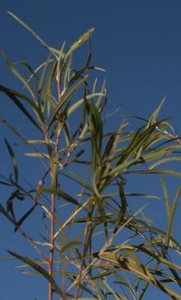 tall grass picture