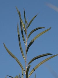 tall grass picture