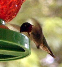 hummingbird photo