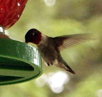 hummingbird photo