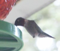 hummingbird photo