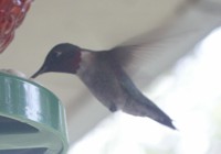 hummingbird photo