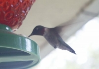 hummingbird photo