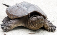 snapping turtle