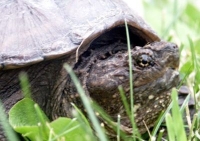 snapping turtle