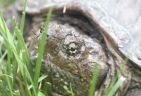 snapping turtle