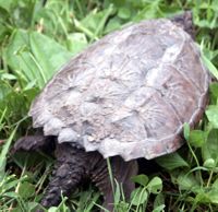 snapping turtle