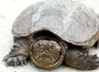 snapping turtle