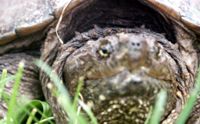 snapping turtle