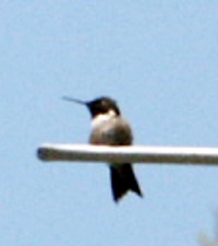 hummingbird photo