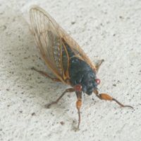 cicada photo