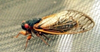 cicada photo