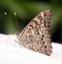 butterfly photo