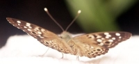 butterfly photo