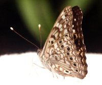 butterfly photo