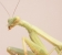 Praying mantis