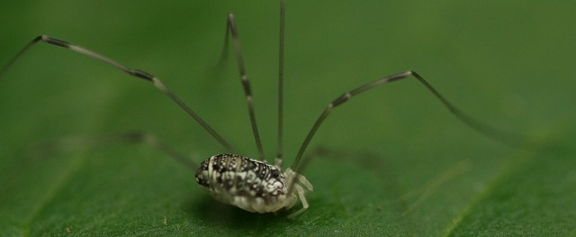 Myth: A daddy-longlegs is a kind of spider