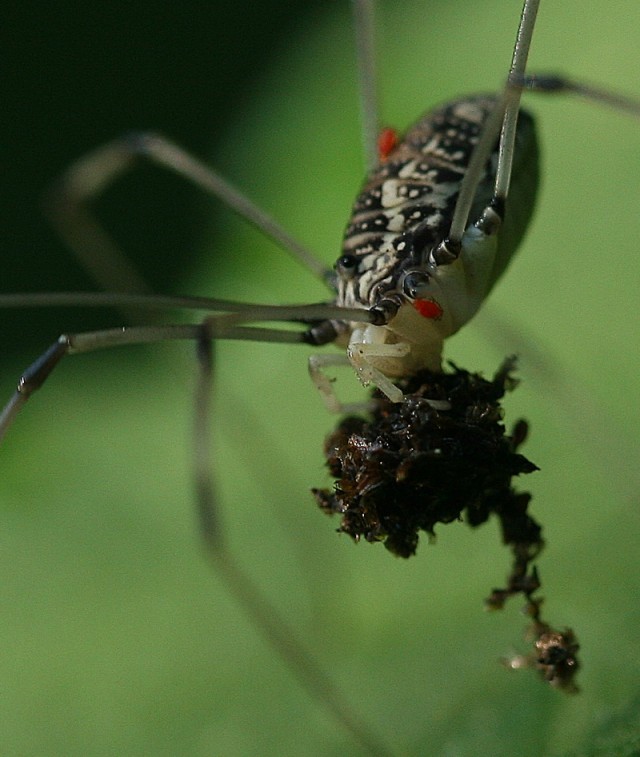 Harvestmen Myth