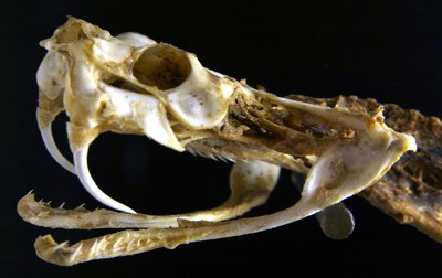 snake skeleton - columbus zoo