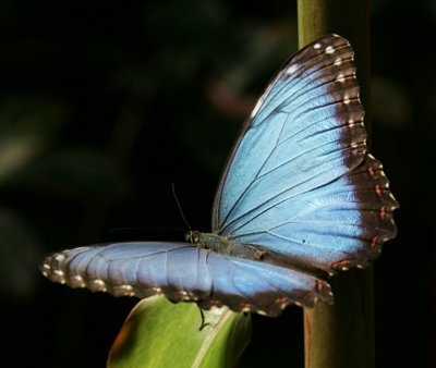 Franklin Park Conservatory butterfly