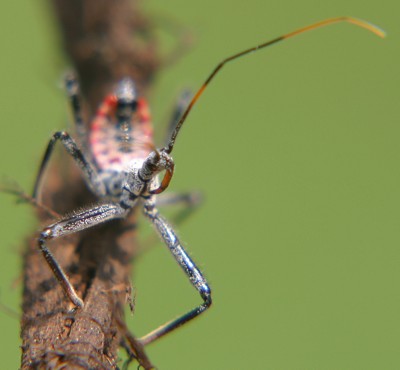 assassin bug