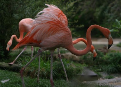 foraging flamingos