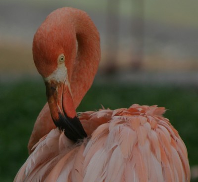 grooming flamingo