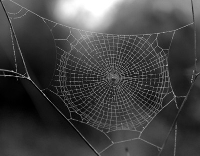 Patterns in Nature: Spider Webs - Spider Web Photos, Spider Web