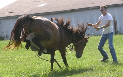 Stubborn horses aren't a real thing