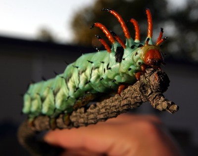 hickory horned devil