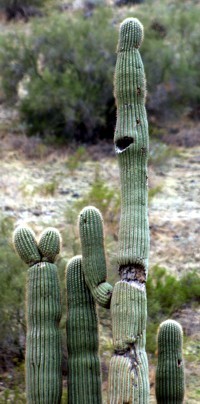 Saguaro Cactus