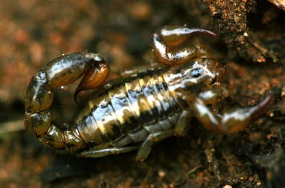 Scorpion Photo