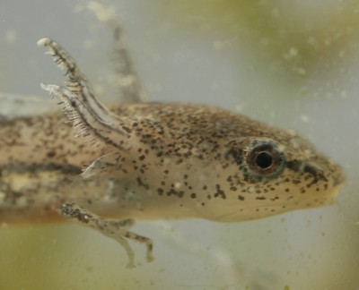 Salamander Tadpole Photo