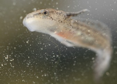 swimming salamander tadpole