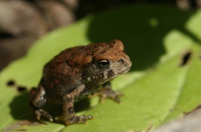 Toad Photo