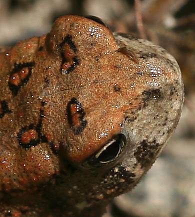 Toad Face