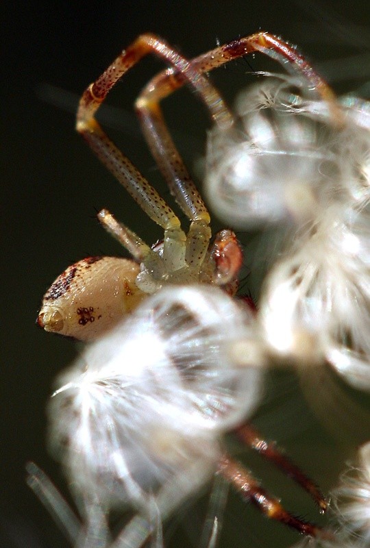 Spider Photo