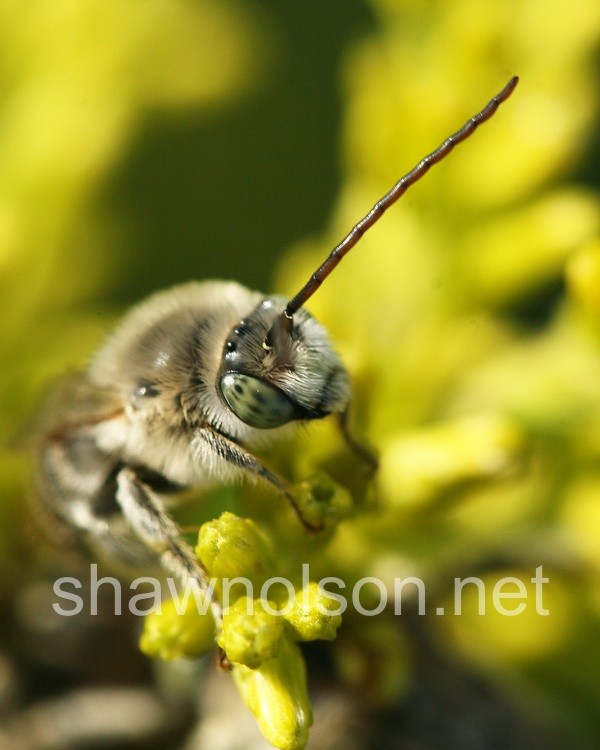 white bee