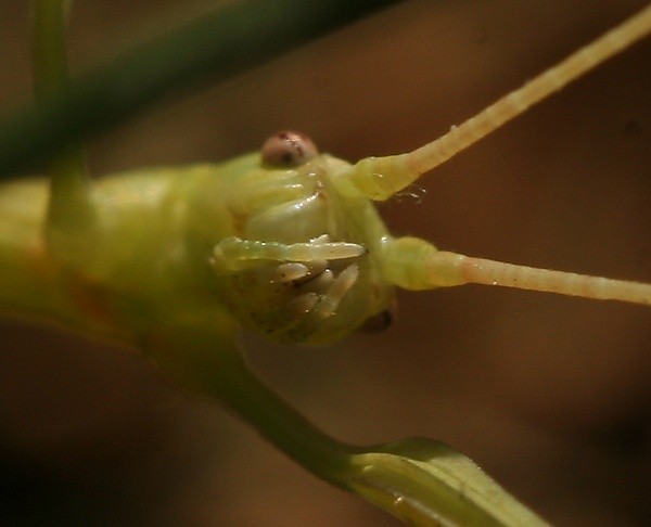 Walking Stick Insect