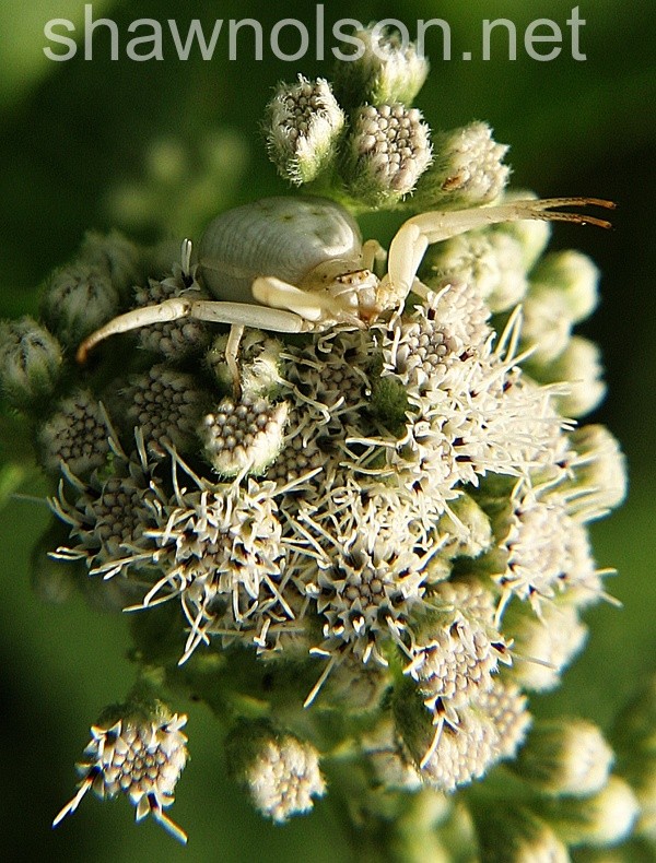 Crab Spider Photo