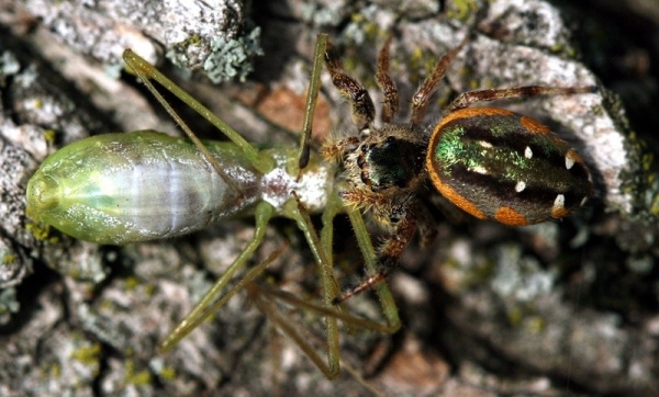 large jumping spider with green stri