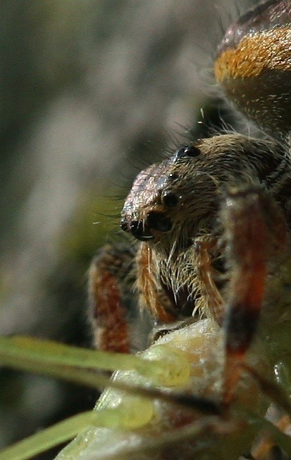 Jumping Spider