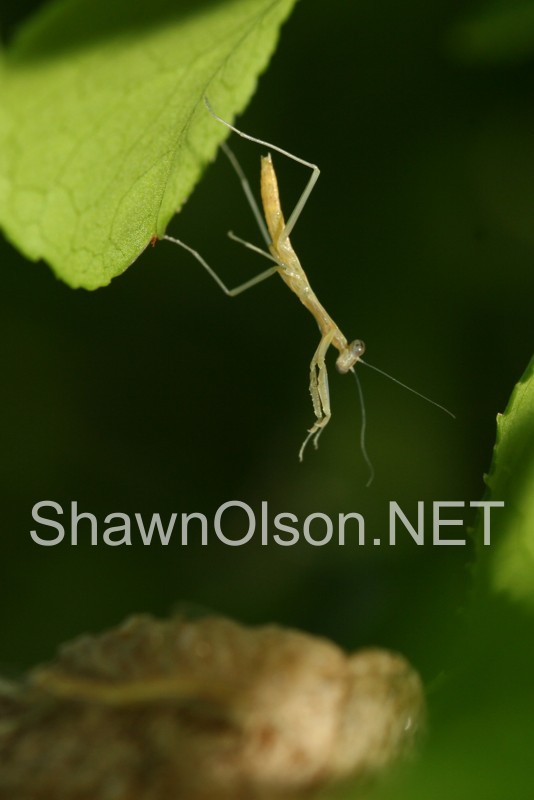 Baby mantis Hanging